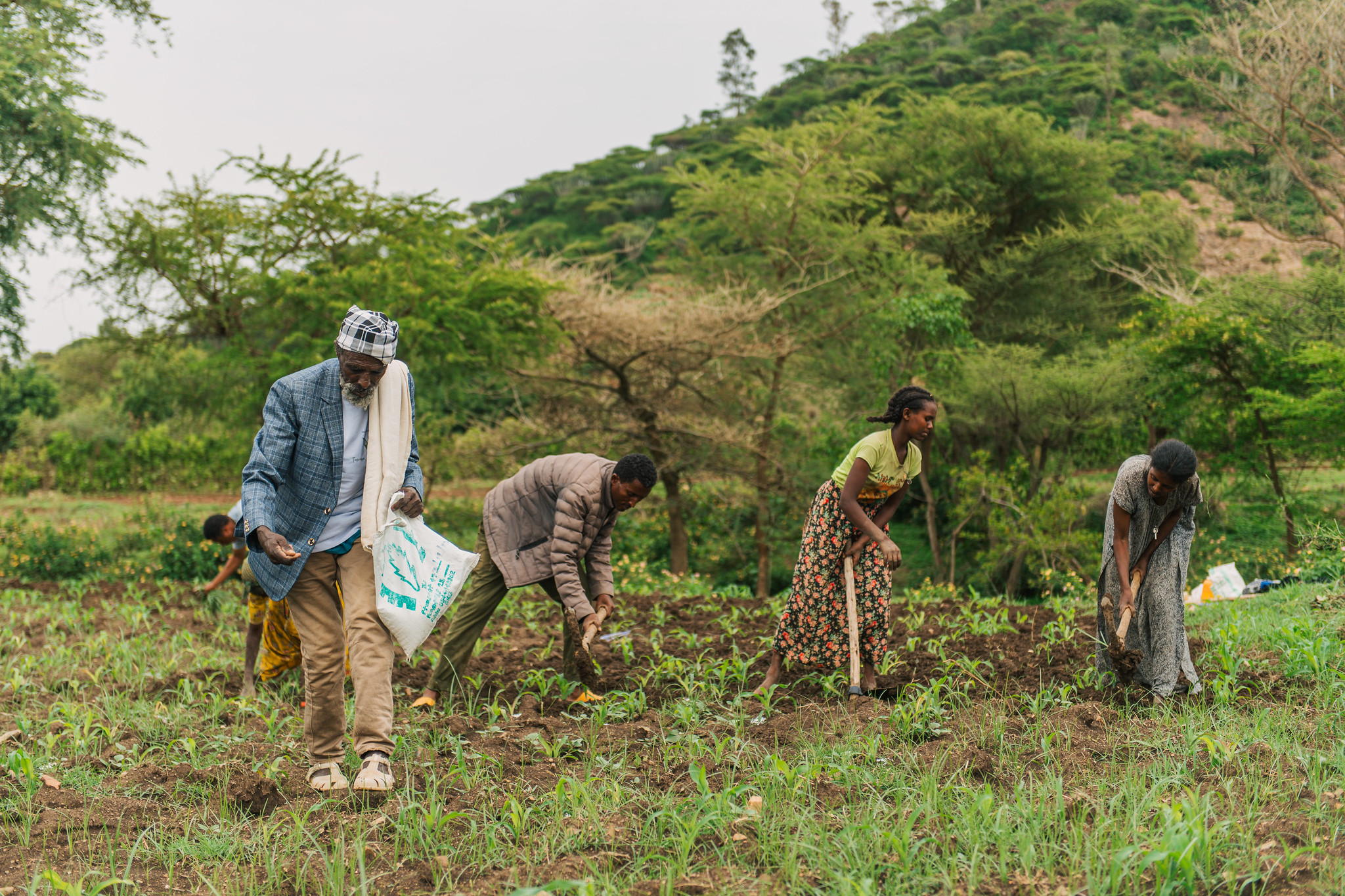 safe tigray attività agricole