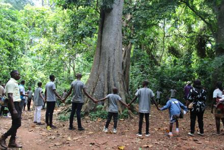 Ficus Aurea